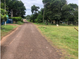 Lot No. 44 Eddesfield Mango